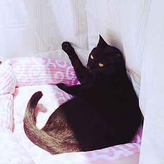 黒猫/ねこと暮らす。のインテリア実例 - 2016-07-19 14:53:41