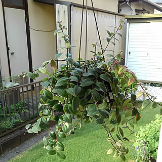 玄関/入り口/観葉植物/RC の出会いに感謝!/いつも見てくれてありがとうございます♡/雑貨屋さんの戦利品...などのインテリア実例 - 2018-07-26 07:51:33