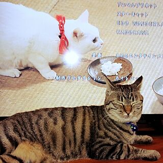猫侍/猫♡/ねこのいる日常のインテリア実例 - 2015-06-17 19:55:52