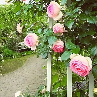 玄関/入り口/薔薇が好き/花のある暮らし/ピエールドゥロンサール/薔薇のある景色...などのインテリア実例 - 2016-05-13 06:50:56