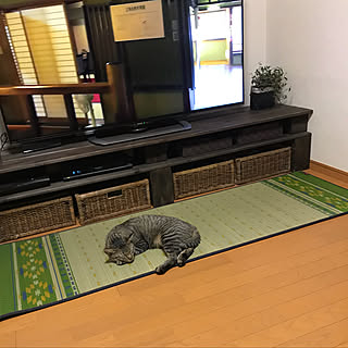 リビング/テレビボードDIY/キジ猫/畳ヨガ/イケヒコ・モニター...などのインテリア実例 - 2018-07-26 20:42:13