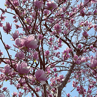 春の空/紫木蓮の木/紫色の花/木蓮の花のインテリア実例 - 2022-03-26 13:38:54