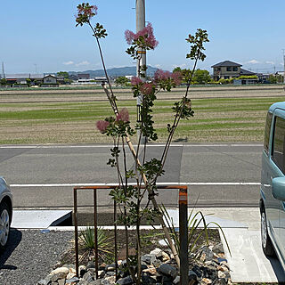 植物/駐車スペース/玄関/入り口のインテリア実例 - 2020-05-24 19:15:56