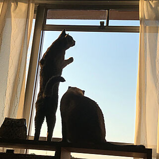 猫/窓辺/寝室/ひとり暮らし/朝陽...などのインテリア実例 - 2018-07-15 06:16:43