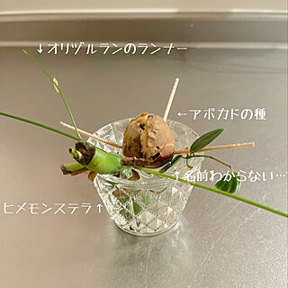 アボカド水栽培/ナチュラルインテリア/グリーンのある暮らし/いいねありがとうございます♡/建売り一戸建て...などのインテリア実例 - 2022-05-05 21:18:49