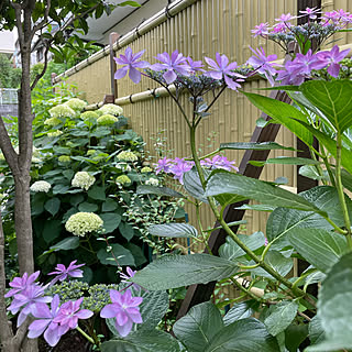 隅田の花火/好きな物に囲まれて/初夏の庭/灯りのある暮らし/臨書中です。...などのインテリア実例 - 2021-06-05 20:54:21