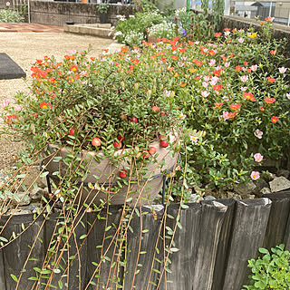 今日お庭にカマキリいた(｢°∀°)｢/花壇/庭作り/ポーチュラカ/クランベリー...などのインテリア実例 - 2022-10-26 11:49:04