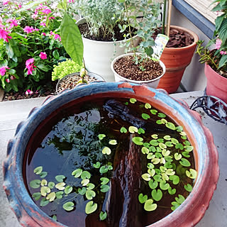 玄関/入り口/メダカちゃん/水がめ/水草/植物...などのインテリア実例 - 2017-08-22 17:41:52