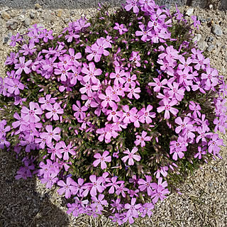 玄関/入り口/お花/花のある暮らし/ガーデニング初心者/植物のある暮らし...などのインテリア実例 - 2019-04-05 11:40:41