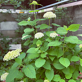 3年目/アナベル/植物に癒される/植物のある暮らし/ありがとうございます☺︎...などのインテリア実例 - 2022-06-01 05:58:49