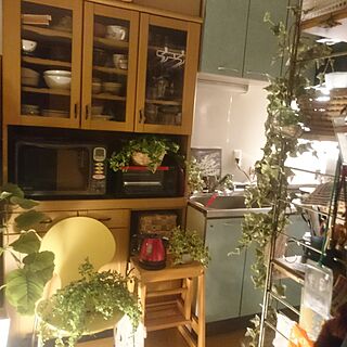 キッチン/観葉植物のある部屋/観葉植物/光触媒/賃貸ですが...などのインテリア実例 - 2017-06-02 21:01:40