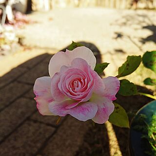 玄関/入り口/バラ/バラ大好き♡/バラの花/ピンクのバラ...などのインテリア実例 - 2016-12-13 16:32:53