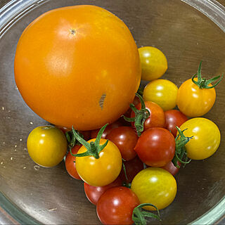 今日の収穫/黄色ミニトマト収穫/大玉黄色トマト収穫のインテリア実例 - 2022-07-20 17:57:37