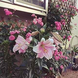 部屋全体/花のある生活/いつもありがとうございます。/いいね&フォローありがとうございます☆/庭に咲いた花♡のインテリア実例 - 2017-06-03 06:32:26