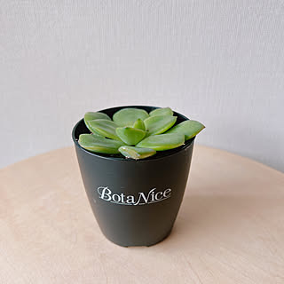 多肉植物/BotaNice/虫対策/植物のある暮らし/観葉植物...などのインテリア実例 - 2022-07-02 10:39:03