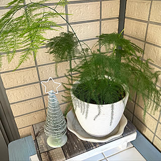 観葉植物アスパラ/庭も寒くなり行き辛い！/良いね、コメント有難う^_^/いつも優しいコメント有難うございます/部屋全体のインテリア実例 - 2021-11-30 15:15:59