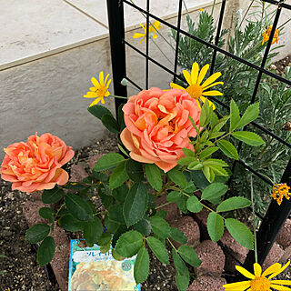 薔薇のある庭/玄関/入り口のインテリア実例 - 2019-05-15 13:44:18