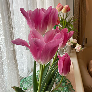 いつもいいね！ありがとうございます♪/窓辺/ありがとうございます(⋆ᵕᴗᵕ⋆).+*/チューリップ/お花のある生活❁...などのインテリア実例 - 2022-04-19 17:22:57