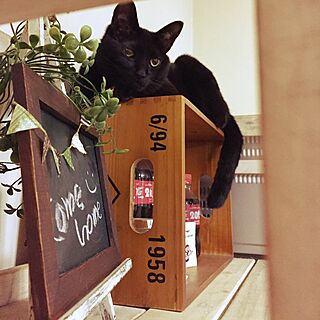 キッチン/猫との生活/ナチュラル/DIY/黒猫chan°.♡...などのインテリア実例 - 2015-05-11 22:50:59