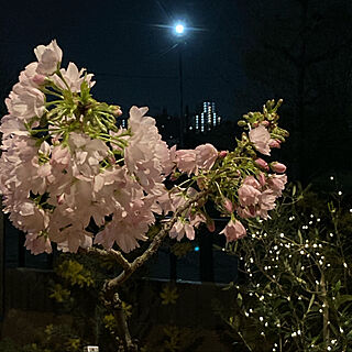 夜桜/春/庭/ガーデニング/ガーデン...などのインテリア実例 - 2022-04-21 22:45:25