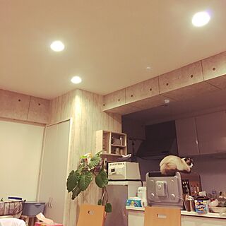 壁/天井/猫のインテリア実例 - 2017-01-08 07:09:54