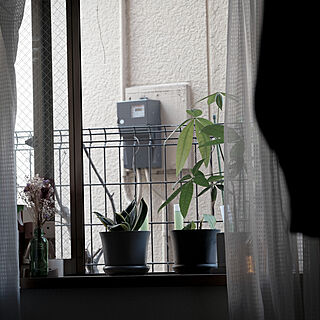 観葉植物/ナチュラル/IKEA/DIY/一人暮らし...などのインテリア実例 - 2022-01-19 19:15:42
