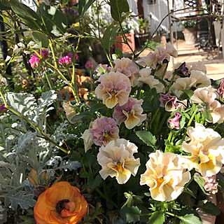 お花/寄せ植え/庭が好き♡/小さい庭/花のある暮らし...などのインテリア実例 - 2019-04-07 17:37:59