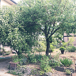 庭/どんぐりの木/もっこうばら白のインテリア実例 - 2021-05-08 20:14:28