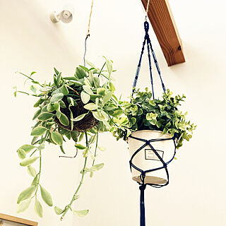 観葉植物/DIY/IKEA/壁/天井のインテリア実例 - 2021-08-03 15:31:18