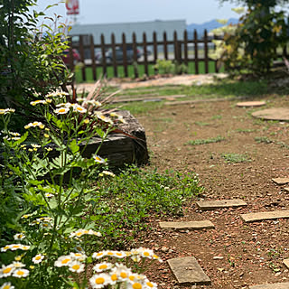 マトリカリア/中古住宅/野の物で/花のある暮らし/植物のある暮らし...などのインテリア実例 - 2021-06-08 11:02:43