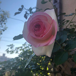薔薇のある庭/ピンクのお花/ピエール・ドゥ・ロンサール/庭/いつもいいね！ありがとうございます♪...などのインテリア実例 - 2022-05-05 04:16:25