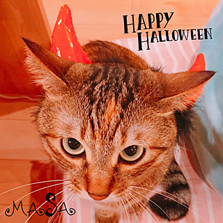 ハロウィンカチューシャ/いいねありがとうございます❤️/むぎわら猫のミィ♪/ねこ部/ぽて猫部...などのインテリア実例 - 2017-10-31 21:51:45