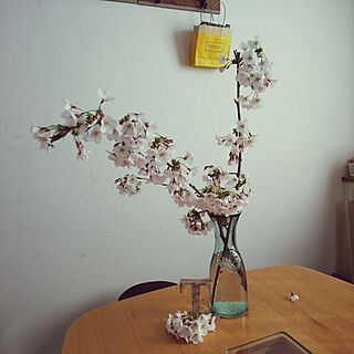 リビング/桜/いいね！ありがとうございます♪/植物好きのインテリア実例 - 2020-04-17 15:27:35