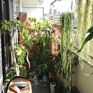 玄関/入り口/大型観葉植物/植物のインテリア実例 - 2013-03-09 12:00:59