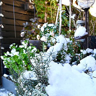 冬のガーデン/雪景色？/植物のある暮らし/緑と暮らす/サンルーム...などのインテリア実例 - 2022-01-07 16:38:20