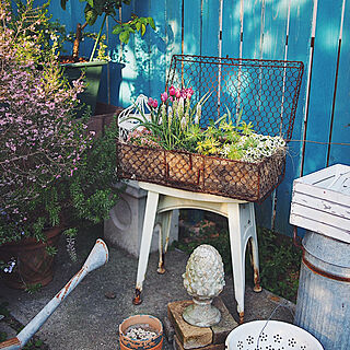 塀DIY/庭のある暮らし/暮らしを楽しむ/花のある暮らし/球根植物...などのインテリア実例 - 2021-04-22 07:47:44