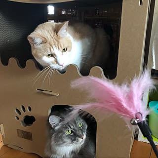 Amazonタイムセール/組み立て式/ダンボールハウス/猫用爪研ぎキャットハウス/部屋全体のインテリア実例 - 2020-07-26 11:36:02