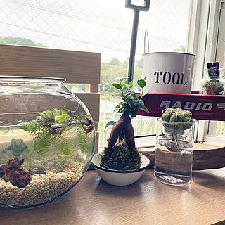 ガジュマル サボテン水耕栽培のおしゃれなアレンジ 飾り方のインテリア実例 Roomclip ルームクリップ