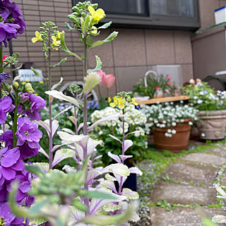 玄関/入り口/葉牡丹のお花/葉牡丹の花は、黄色い花⤴️/葉牡丹の花咲きました♡/ガーデニングが好き...などのインテリア実例 - 2024-04-10 09:09:18