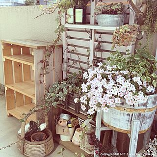 壁/天井/ベランダガーデニング/ai's small gardenのインテリア実例 - 2013-03-13 10:09:53