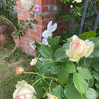 庭/バラ/お花のある暮らし/玄関/入り口のインテリア実例 - 2023-05-23 19:19:35