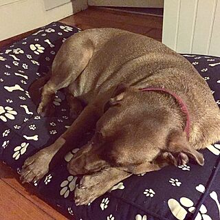 ベッド周り/Dog bed/犬と暮らす家/ブルー系/ブルーのインテリア実例 - 2017-02-07 19:43:49