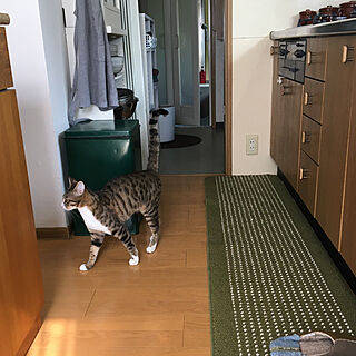 猫スペース/DIY/猫トイレ/ねこと暮らす/キッチンのインテリア実例 - 2020-05-01 08:39:33