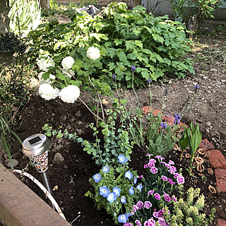 オレガノ 地植えのインテリア実例 Roomclip ルームクリップ