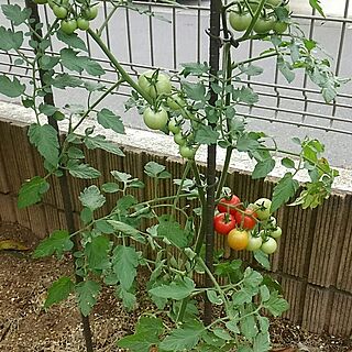 庭のミニトマトのインテリア実例 - 2017-07-20 17:11:12