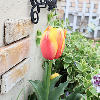 玄関/入り口/おうち時間を楽しむ/手作り花壇/南欧風/お花のある暮らし...などのインテリア実例 - 2021-04-12 14:18:30