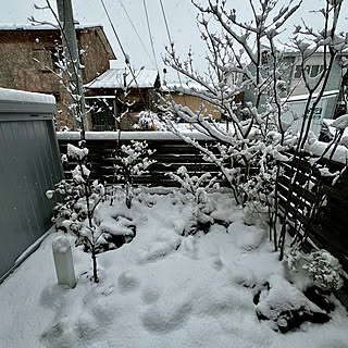 北国の暮らし/北国の冬/雪景色の庭/雪景色/庭のある家...などのインテリア実例 - 2023-12-14 06:34:14