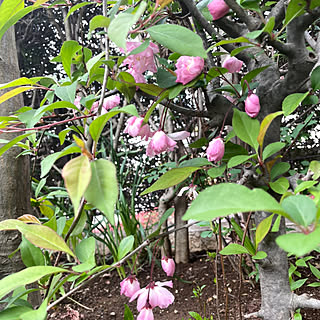 ハナカイドウ/ジョウロホトトギス/ナルコユリの芽/ていねいに暮らす/複数枚投稿...などのインテリア実例 - 2023-03-31 18:30:26