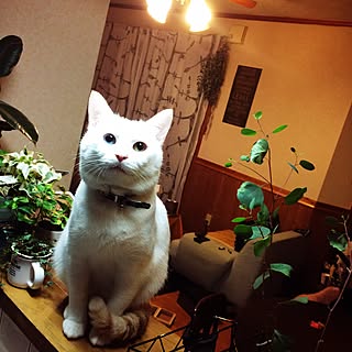 リビング/猫が癒し/猫と暮らす。/多肉植物/観葉植物...などのインテリア実例 - 2016-12-02 22:33:55