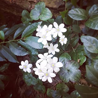 玄関/入り口/庭の花/雪割草/花のある暮らし/いいね♪いつもありがとうございます❤️...などのインテリア実例 - 2017-03-31 22:56:51